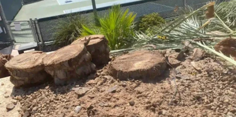 Tree removal services