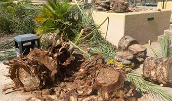 Tree removal services