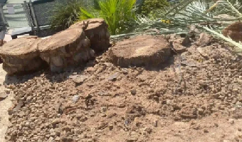 Tree-Removal-Services